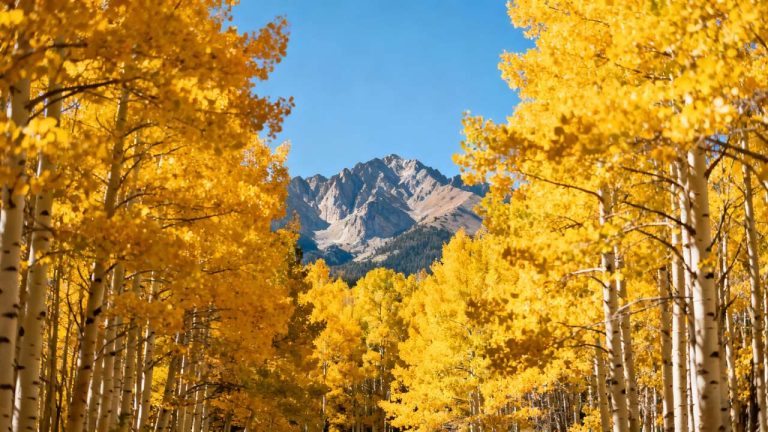 Colorado's Golden Aspen Season: must-See Autumn Spectacle This Year