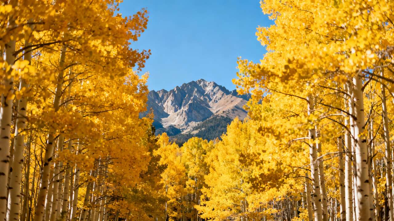 Colorado's Golden Aspen Season: must-See Autumn Spectacle This Year